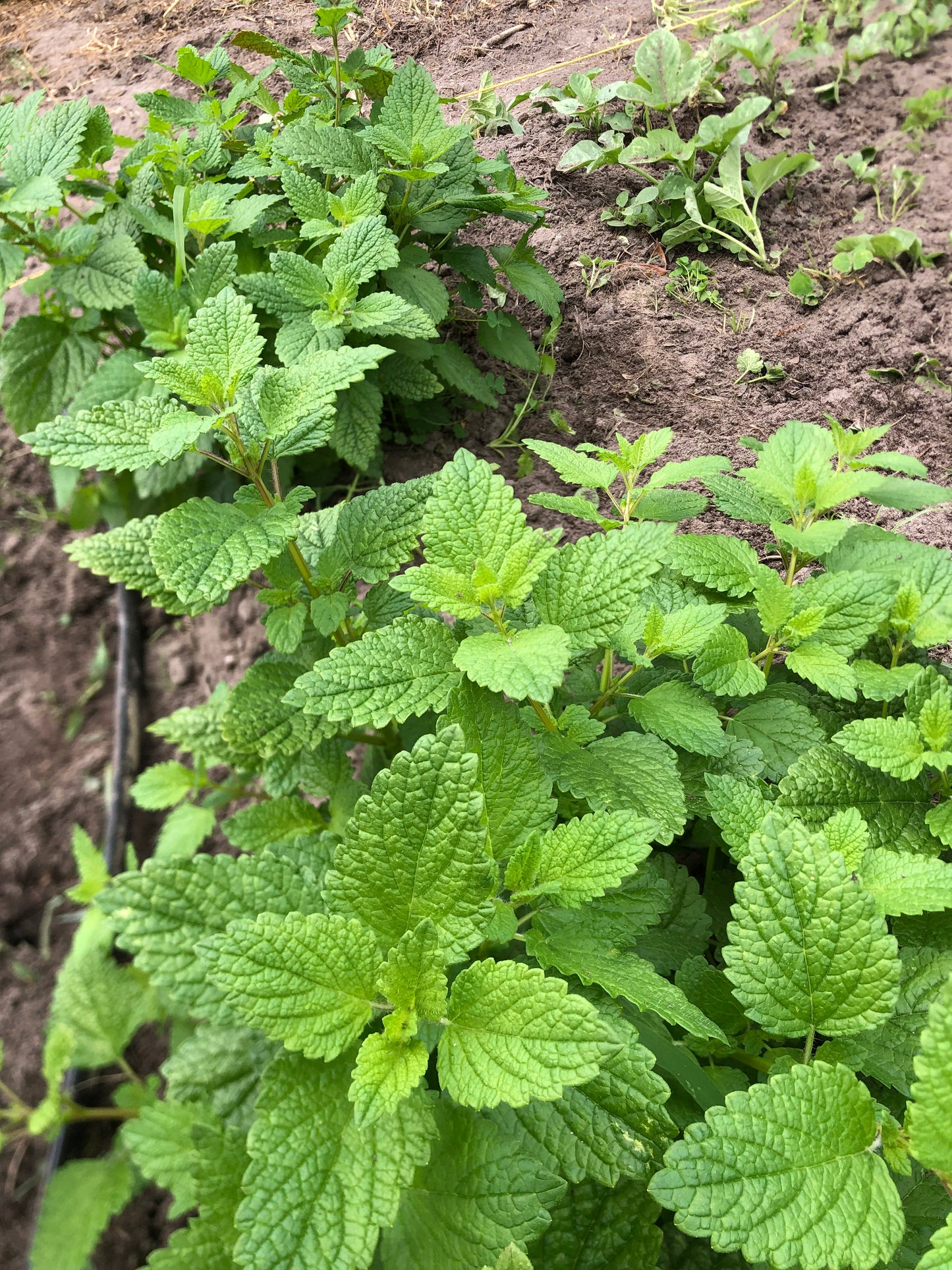 Lemon Balm Glycerite