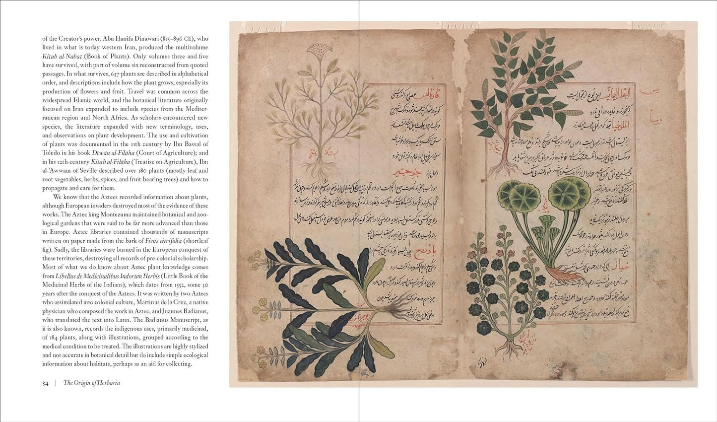 Herbarium: The Quest to Preserve and Classify the World's Plants