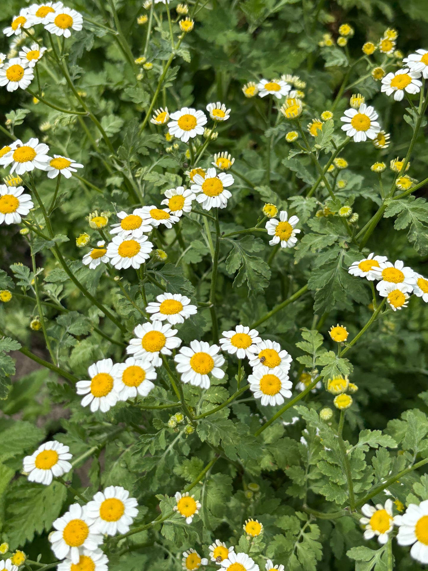 Feverfew Glycerite